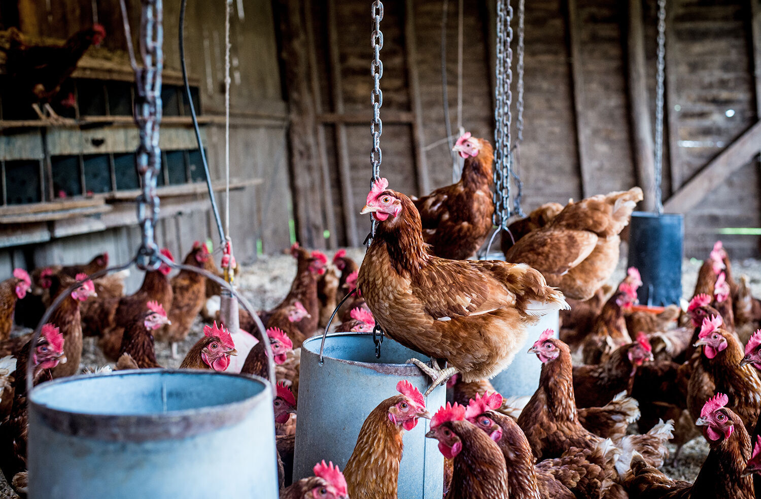 Chickens!